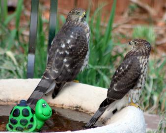 Falcons on the Fountain
