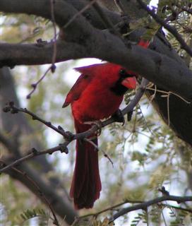 Peek-a-boo Cardinal